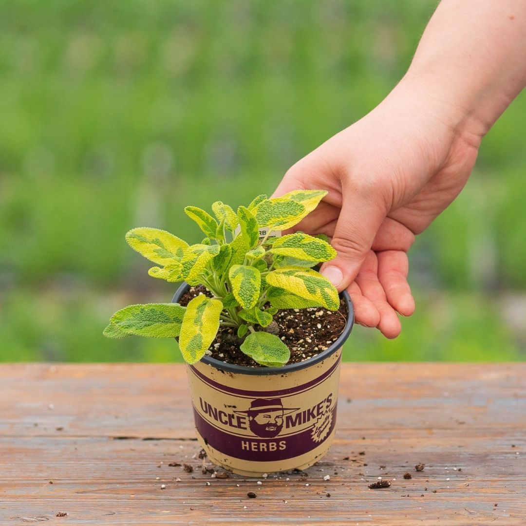 Sage – Icterina – 4″ Pot